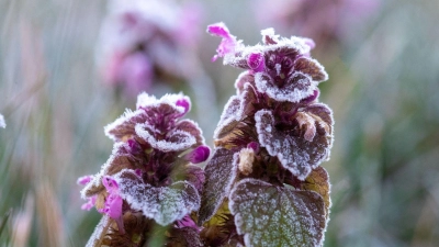 Auch im Frühling kann es noch Frost geben - das haben die vergangenen Tage eindrucksvoll gezeigt. (Foto: Jens Büttner/dpa-Zentralbild/dpa)