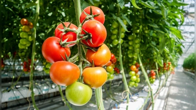 Die Seitentriebe von Tomaten ausgeizen und die Pflanzen an Stäben gut festbinden, damit die Früchte nicht abbrechen. (Foto: Pixabay)