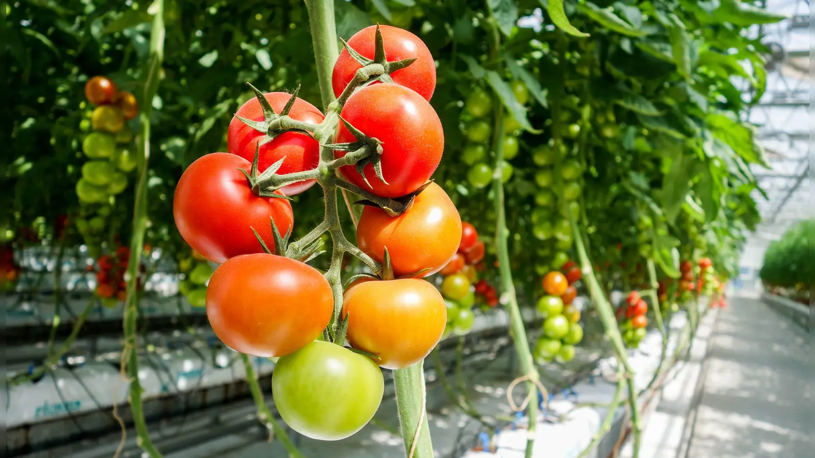 Die Seitentriebe von Tomaten ausgeizen und die Pflanzen an Stäben gut festbinden, damit die Früchte nicht abbrechen. (Foto: Pixabay)
