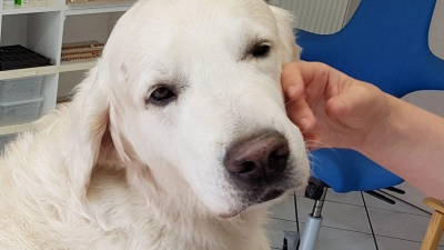 ILLUSTRATION - Ein Golden Retriever. (Foto: Carolin Eckenfels/dpa)