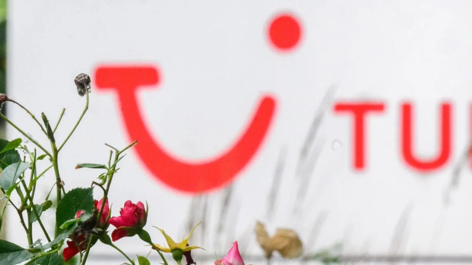 Rosige Aussichten für Tui: Das Geschäft mit Hotels und Kreuzfahrten brummt. (Archivbild) (Foto: Julian Stratenschulte/dpa)