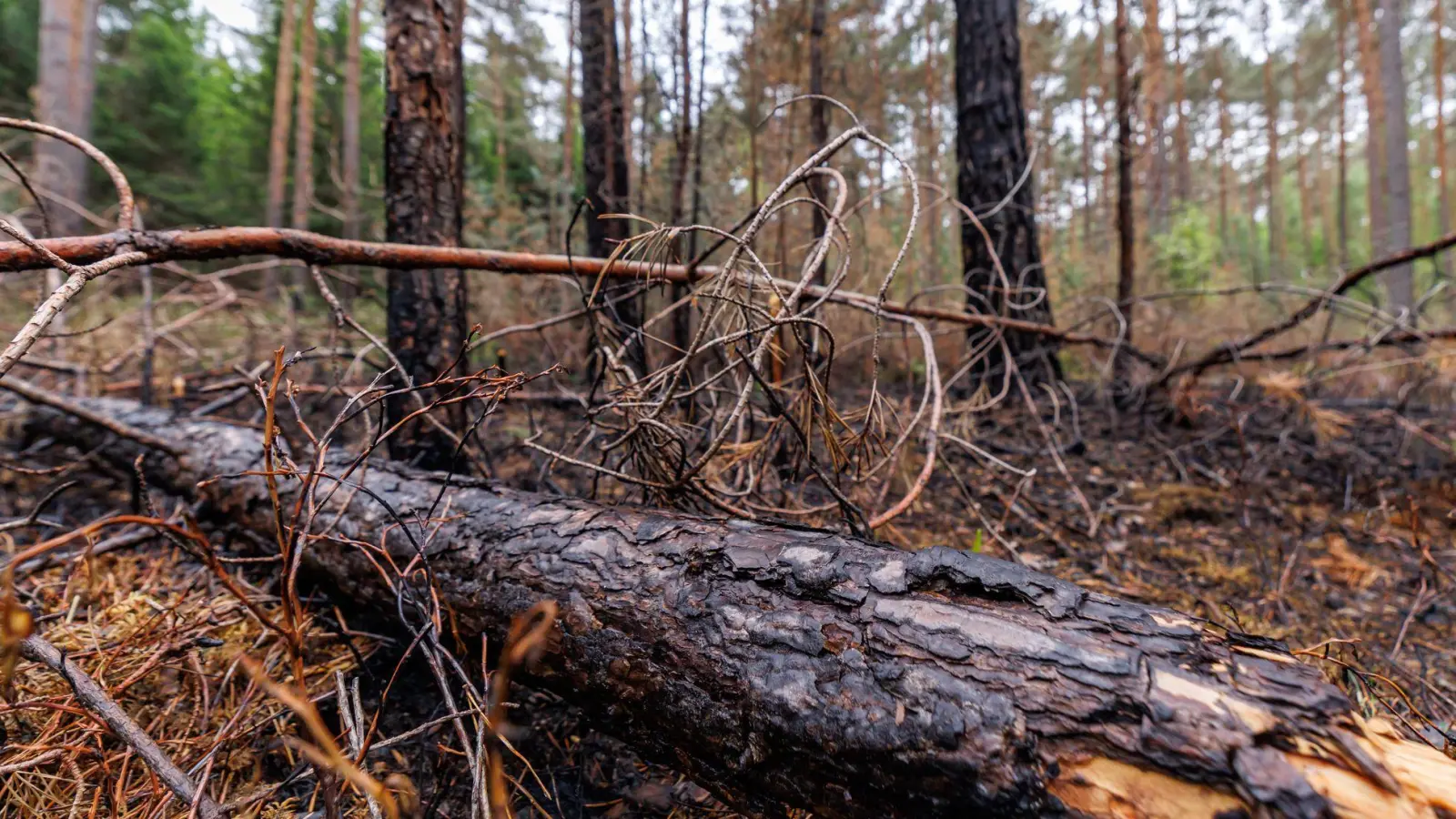 Auf einer Gesamtfläche von 40.000 Quadratmetern brannte es in dem Forst. (Archivbild) (Foto: Daniel Karmann/dpa)