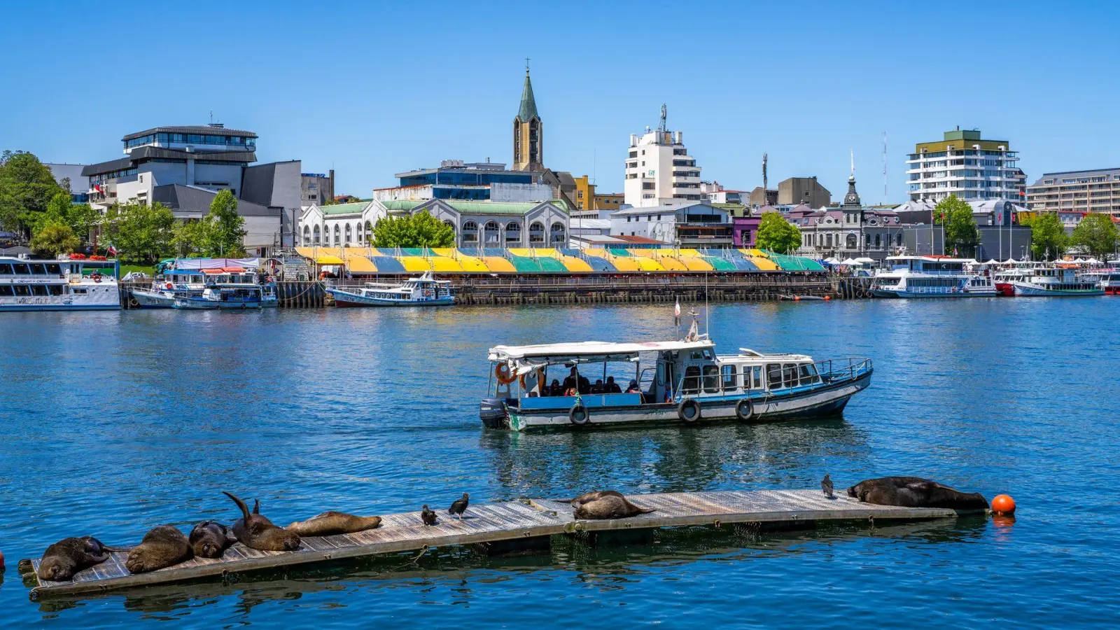 Schönes Ruheplätzchen im Wasser: Seelöwen haben es sich auf einem Steg im Valdivia-Fluss im Stadtzentrum von Valdivia bequem gemacht. (Foto: Oliver Gerhard/dpa-tmn)