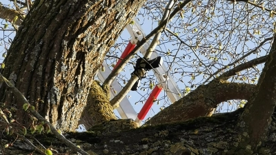 Die Pistole war gut zehn Meter über dem Boden an einem Zweig befestigt. Über eine Leiter wurde sie von Feuerwehrkräften geborgen. (Foto: Klaus Zerkowski)