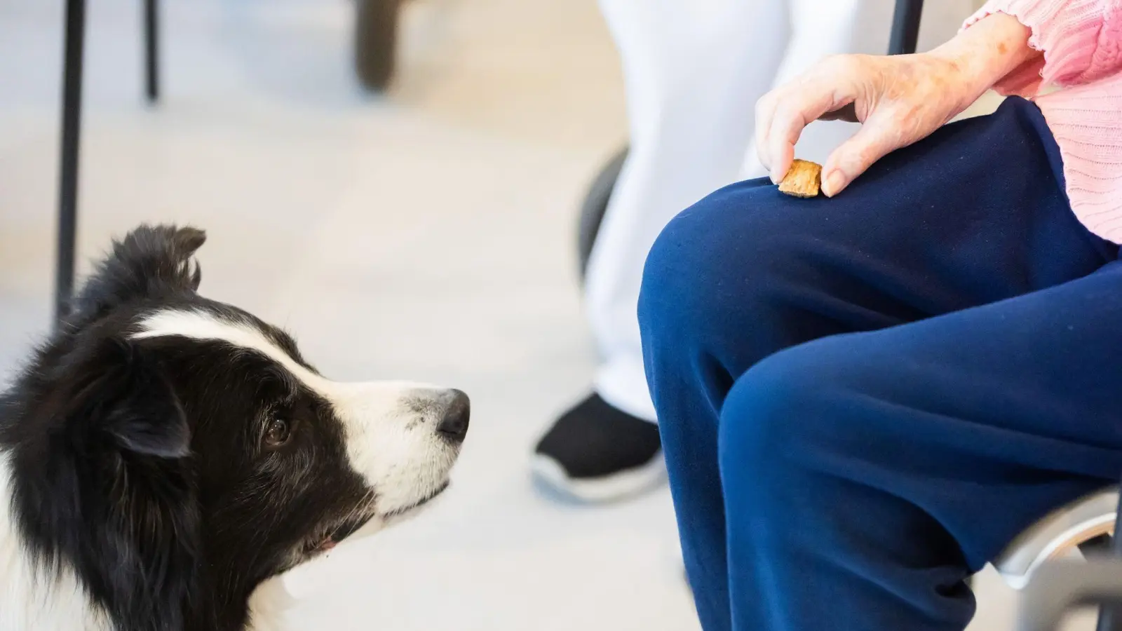 Aufmerksamer Begleiter: Wird ein Hund als Therapie- oder Assistenztier eingesetzt, können die anfallenden Kosten von der Steuer abgesetzt werden. (Foto: Christoph Soeder/dpa/dpa-tmn)
