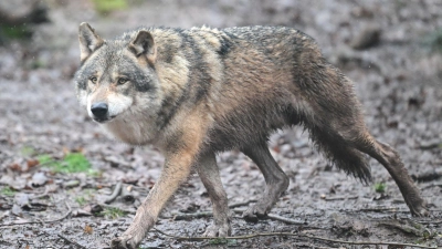 Inzwischen leben 350 Wölfe in der Schweiz. (Symbolfoto)  (Foto: Bernd Weißbrod/dpa)