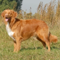 Unter dem Motto „Mit meinem Hund in der Natur“ bietet die Jägervereinigung Feuchtwangen einen Begleithunde-Kurs an.  (Foto: Eva-Maria Krämer/dpa-tmn)