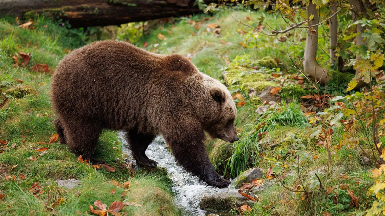 Reisehinweise angepasst: Das Auswärtige Amt sensibilisiert Urlauber für mögliche Begegnungen mit Braunbären in Slowenien. (Foto: Friso Gentsch/dpa)