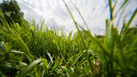 Ist er saftig grün und dicht gewachsen, ist der Rasen der ganze Stolz des Hobbygärtners. (Foto: Andrea Warnecke/dpa-tmn)