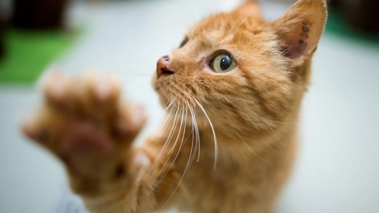 Geduld und Regelmäßigkeit führen zum Ziel: Kurze, tägliche Einheiten fördern das Lernen ohne Überforderung. (Foto: Julian Stratenschulte/dpa/dpa-tmn)