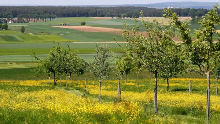 Apfelbäume stehen auf einer Streuobstwiese in Bayern. (Foto: Daniel Karmann/dpa/Symbolbild)