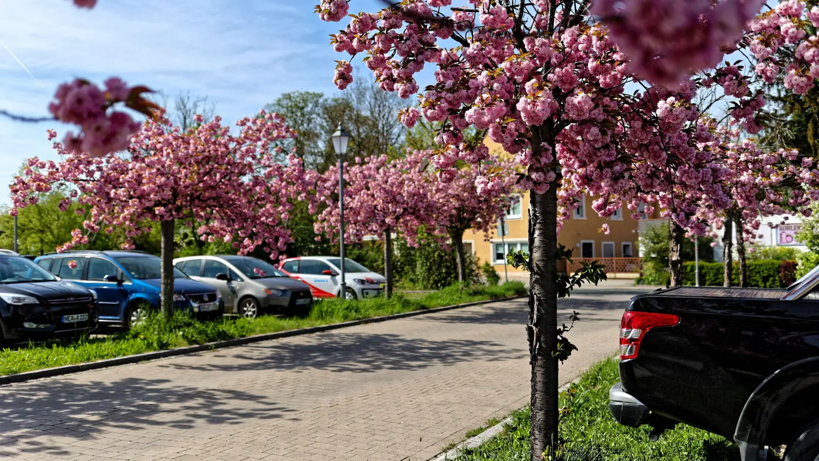 Rund 5000 Bäume dürfte es im Neustädter Stadtgebiet geben – hier die in voller Blütenpracht stehenden japanischen Nelkenkirschen unweit der NeuStadtHalle. (Foto: Tizian Gerbing)