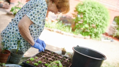 Die Patientin Christel Haas Steinrose ist mit dem Einpflanzen beschäftigt. (Foto: Annette Riedl/dpa)