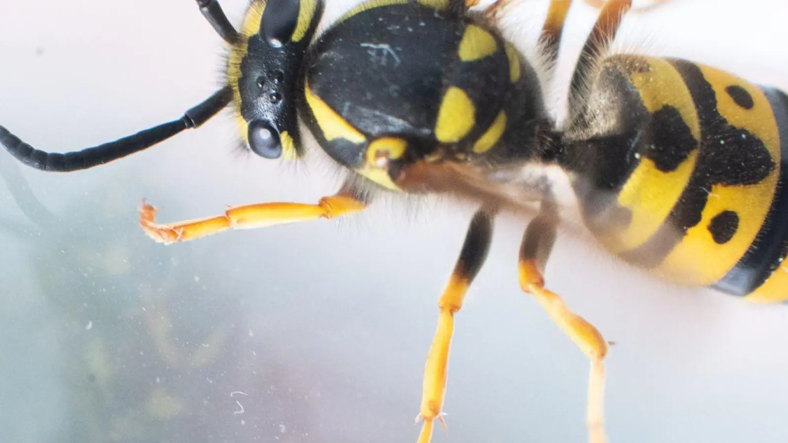 In Stresssituationen werden Wespen quasi zu Robotern - ein inneres Programm sagt ihnen, sie sollen zum Licht fliehen. Ist eine Scheibe im Weg, können sie damit nicht umgehen. (Foto: Julian Stratenschulte/dpa/dpa-tmn/Archivbild)