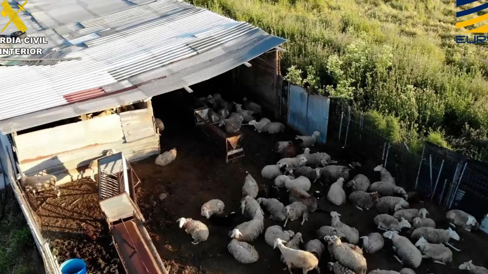 Auf dem von der spanischen Guardia Civil zur Verfügung gestellten Bild ist ein Schlachthof zu sehen, der Fleisch von zum Teil stark unterernährten und kranken Schafen und Ziegen illegal vertrieben haben soll. (Foto: ---/Guardia Civil de España/dpa)