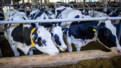Kühen sei die Umstellung auf Winterzeit eigentlich egal, sagt der Bayerische Bauernverband. Sie bemerken sie nur dann, wenn sich dadurch die Melk- und Futterzeiten ändern. (Symbolbild) (Foto: Jens Büttner/dpa)