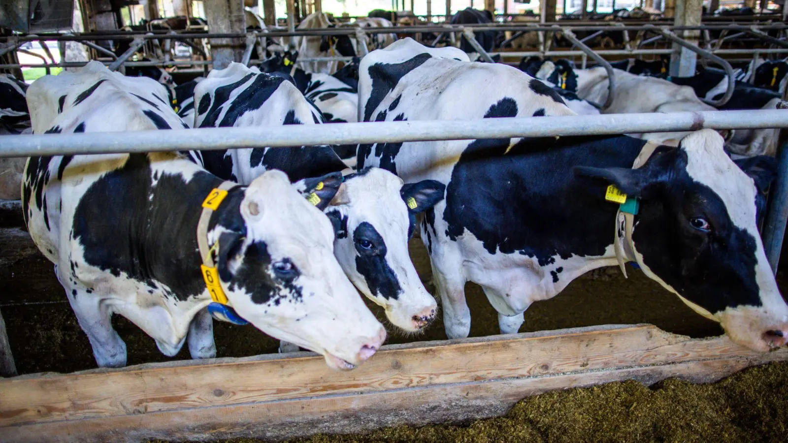 Kühen sei die Umstellung auf Winterzeit eigentlich egal, sagt der Bayerische Bauernverband. Sie bemerken sie nur dann, wenn sich dadurch die Melk- und Futterzeiten ändern. (Symbolbild) (Foto: Jens Büttner/dpa)