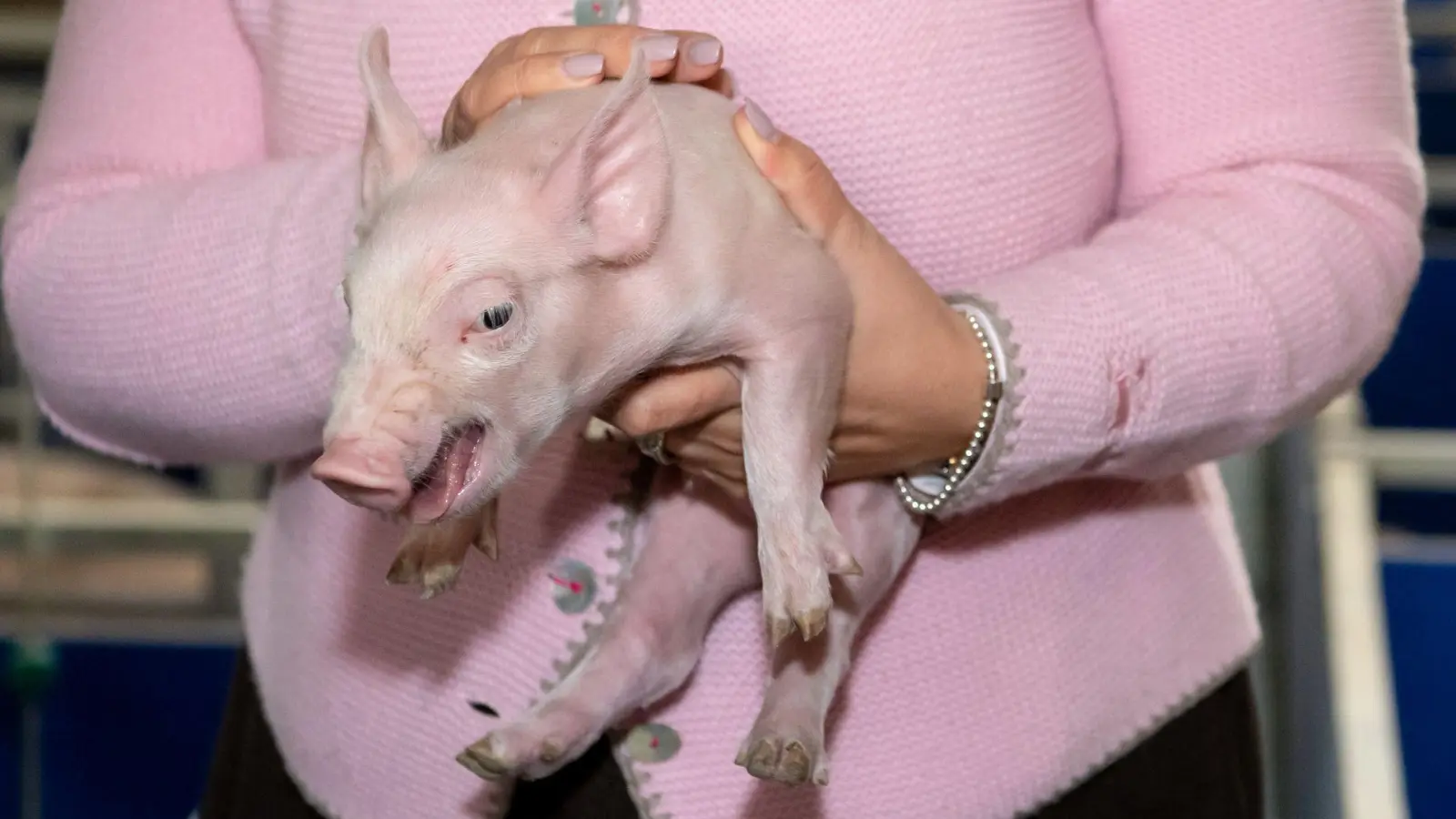 Nach langer Zeit gibt es wieder etwas mehr Schweine in Bayern. (Symbolbild) (Foto: Sven Hoppe/dpa)