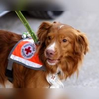 Hunde sind nicht nur treue Haustiere, sie können Menschen auch mit ihren Fähigkeiten helfen. (Foto: Johnsen/Löwe/Pieper/Schwensfeier)