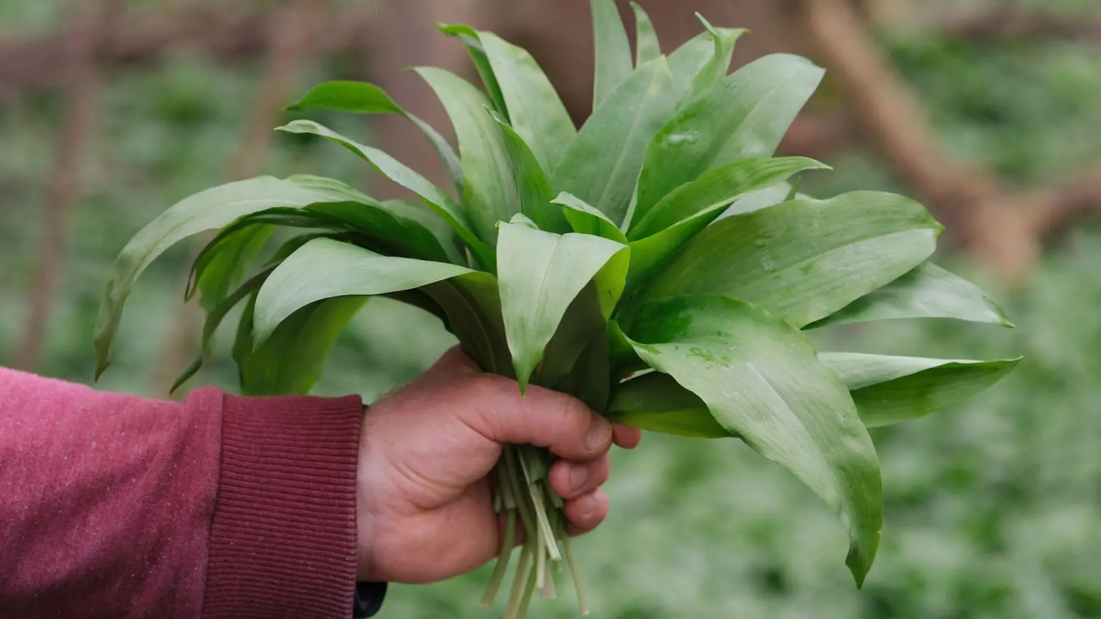 Auftakt für Bärlauchsammler: Im südlichen Auwald in Sachsen wächst nun wieder das beliebte Küchenkraut. Für den Eigenbedarf ist das Sammeln nur in „handstraußgroßer“ Menge gestattet. (Foto: Sebastian Willnow/dpa)