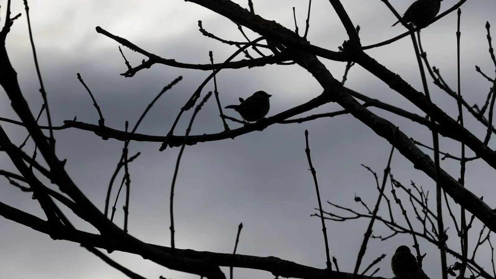 Vögel sitzen vor aufziehenden Wolken in einem kahlen Baum. (Foto: Karl-Josef Hildenbrand/dpa)