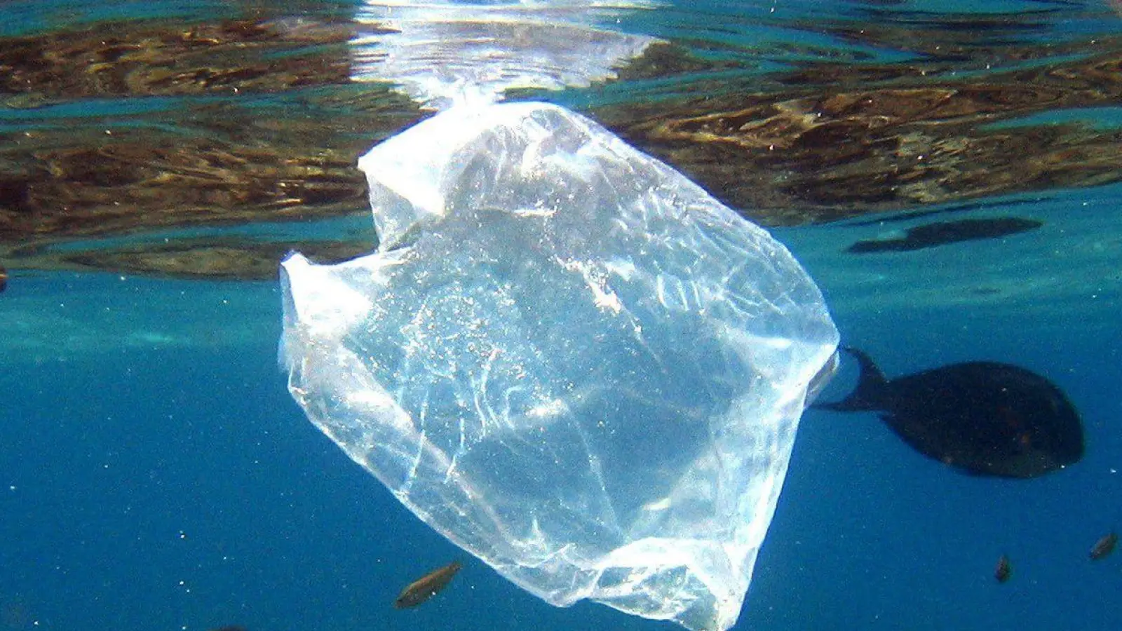 Plastikmüll ist ein großes Problem in den Meeren. (Foto: Mike_Nelson/epa/dpa)