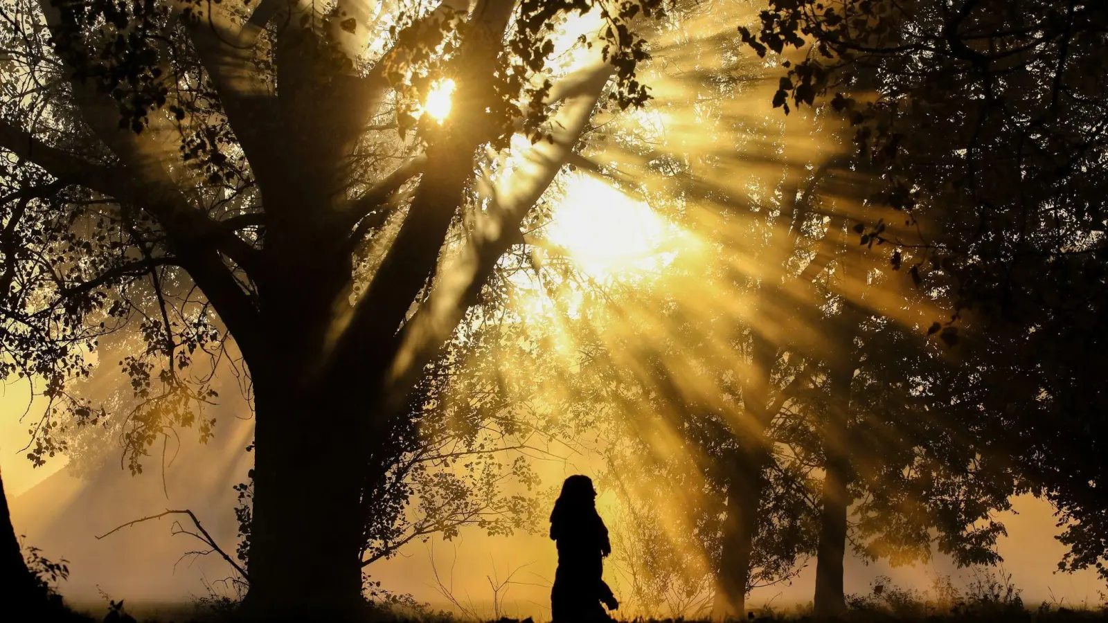 Eine Frau läuft im herbstlichen Morgennebel an Bäumen vorbei. (Foto: Thomas Warnack/dpa/Symbolbild)