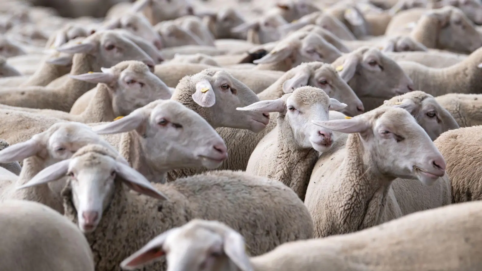 Die Zahl der Schafe ist leicht rückläufig. (Archivbild) (Foto: Sven Hoppe/dpa)