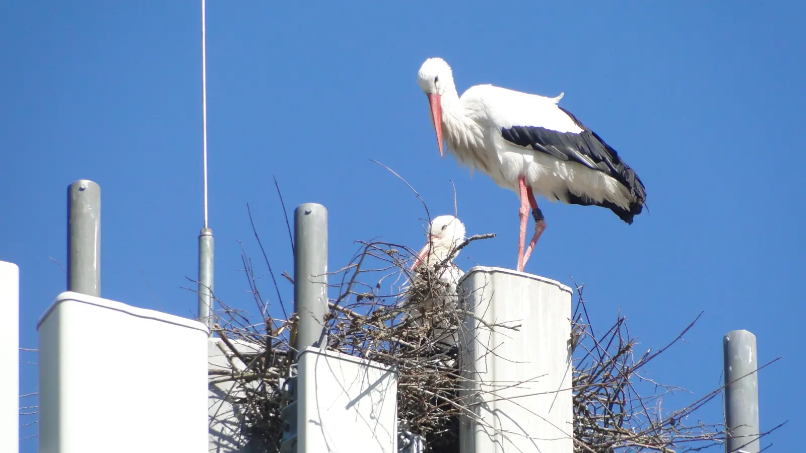 Zwischen den Mobilfunk-Antennen eines Sendemastes an der Rothenburger Straße hat dieses Storchpaar seine Kinderstube gebaut. und drei Jungtiere großgezogen. (Foto: Winfried Vennemann)