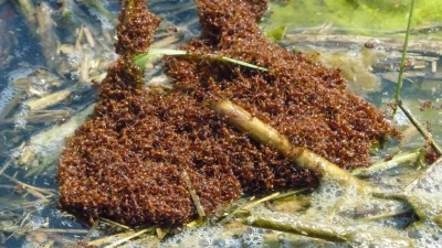 Ameisen sind Überlebenskünstler, wie dieses Bild zeigt. Es entstand an der Altmühl bei einem Hochwasser, das die<br>Nester der Insekten überspülte. Sie klammerten sich aneinander und schwammen wie ein Floß. (Foto: Ulrich Meßlinger)