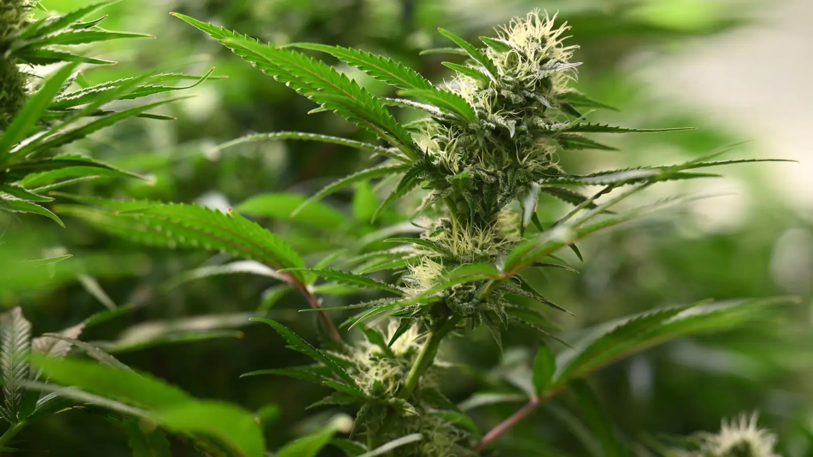 Die knapp 1.500 sichergestellten Cannabispflanzen haben laut Polizei eine Größe von wenigen Zentimetern bis hin zu mehr als einem Meter. (Symbolbild) (Foto: Martin Schutt/dpa)