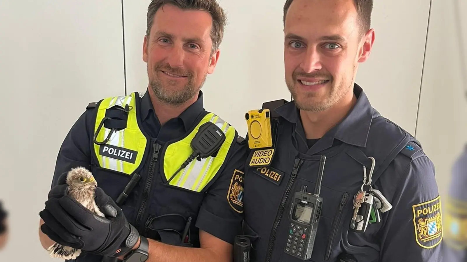 Einen kleinen Turmfalken rettete die Polizei am Mittwochnachmittag bei Dinkelsbühl.  (Foto: Polizei Mittelfranken)