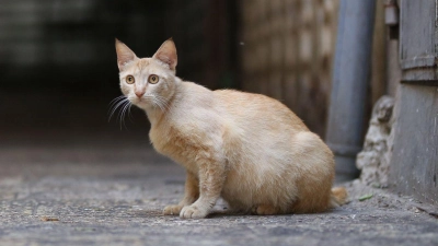 Eine Katze sitzt an einer menschenleeren Straße. Auf Zypern starben Analysen zufolge seit Jahresbeginn tausende Katzen an einem aggressiver gewordenen Tier-Coronavirus. (Symbolbild) (Foto: Shadi Jarar'ah/APA Images via ZUMA Wire/dpa)