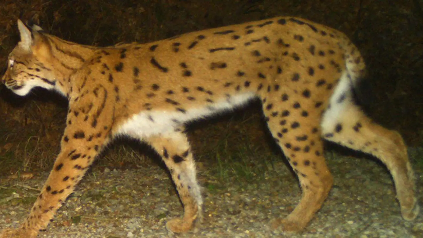 Insgesamt 22 Jungtiere leben nun in den beiden Nationalparken Bayerischer Wald und Šumava. (Symbolbild) (Foto: Wildtierkamera/Nationalpark Bayerischer Wald/dpa)