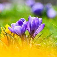 Frühlingsbote: Krokusse bringen schon früh im Jahr die ersten Farbtupfer in den Garten. (Foto: Jens Kalaene/dpa/dpa-tmn)