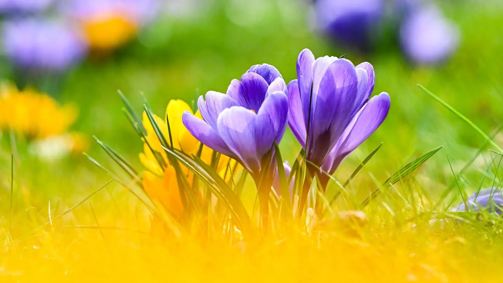 Frühlingsbote: Krokusse bringen schon früh im Jahr die ersten Farbtupfer in den Garten. (Foto: Jens Kalaene/dpa/dpa-tmn)