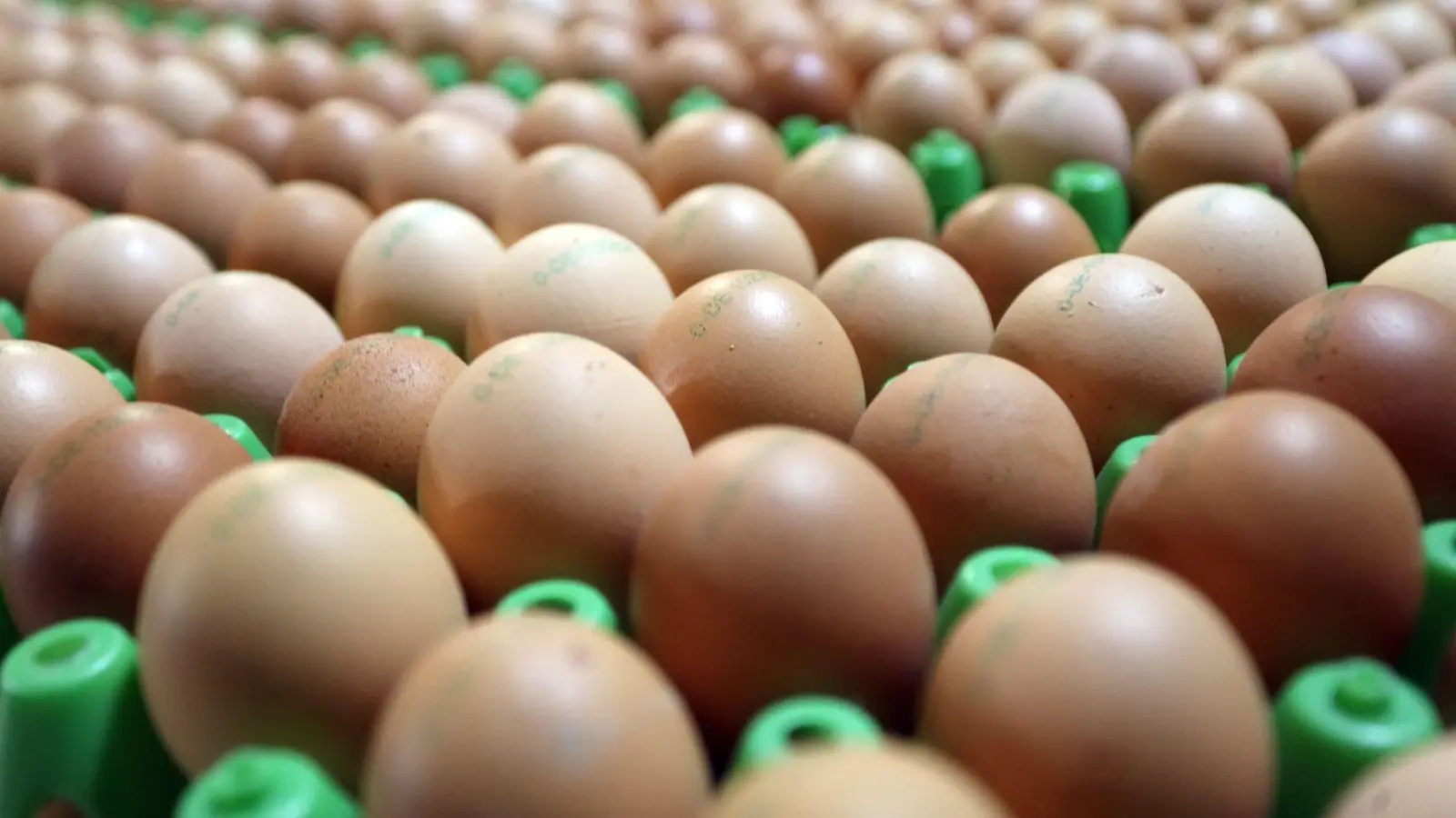Frische Bioeier: Eier aus ökologischer Erzeugung sind in Deutschland weiter gefragt. (Foto: Matthias Bein/dpa-Zentralbild/dpa)