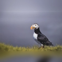 Vögel lichtet der junge Herrieder Fotokünstler Tim Birmann besonders gern ab. „Lundi” ist diese Aufnahme überschrieben – das Wort bedeutet auf Isländisch Papageientaucher.  (Foto: Tim Birmann)