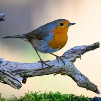 Mit den richtigen Pflanzen wird der Garten zum beliebten Treffpunkt für viele Vogelarten. (Foto: Patrick Pleul/dpa/dpa-tmn)