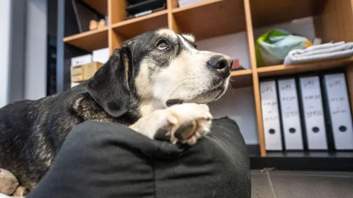 Mit Hund ins Büro? Mit dem Ende der Homeoffice-Pflicht mussten viele Hundehalter die Betreuung ihres Vierbeiners während der Arbeitszeit neu regeln. (Foto: Frank Rumpenhorst/dpa-tmn)