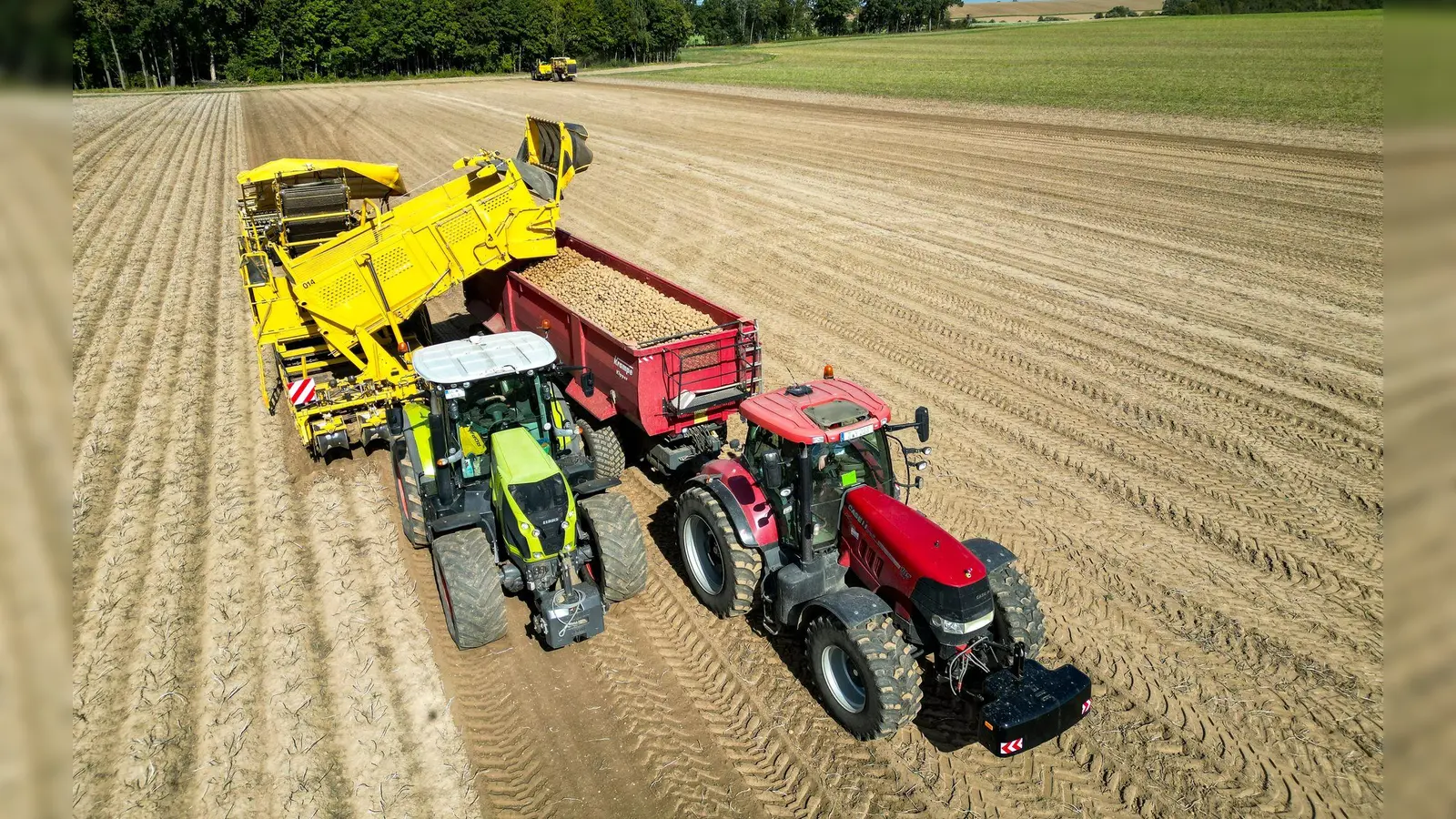 Die Kartoffelbauern haben in diesem Jahr eine sehr gute Ernte eingefahren - es sind sogar zu viele Kartoffeln, die Preise sind relativ schlecht. (Archivfoto) (Foto: Jan Woitas/dpa)