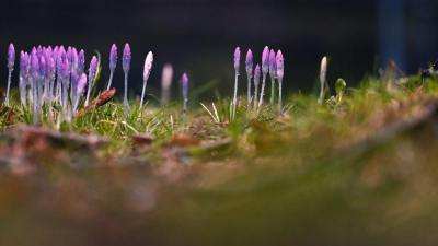 Die nun angenehmeren Temperaturen locken auch die Krokusse hervor. (Foto: Lars Penning/dpa)