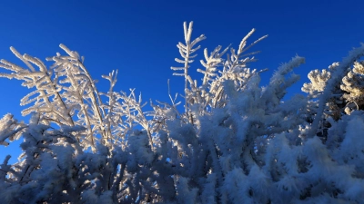 Der Junge hatte sich aus Angst vor Monstern in seinem Zimmer unter einer Hecke im Schnee versteckt. (Symbolbild) (Foto: Karl-Josef Hildenbrand/dpa)