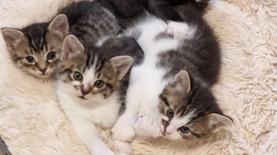 Die Vermittlung von Katzenbabys und Katzen gestaltete sich für die Verantwortlichen des Tierschutzvereins Feuchtwangen und Umgebung 2024 schwieriger als in den Vorjahren.  (Foto: Tierschutzverein Feuchtwangen/Kathrin Bauer)