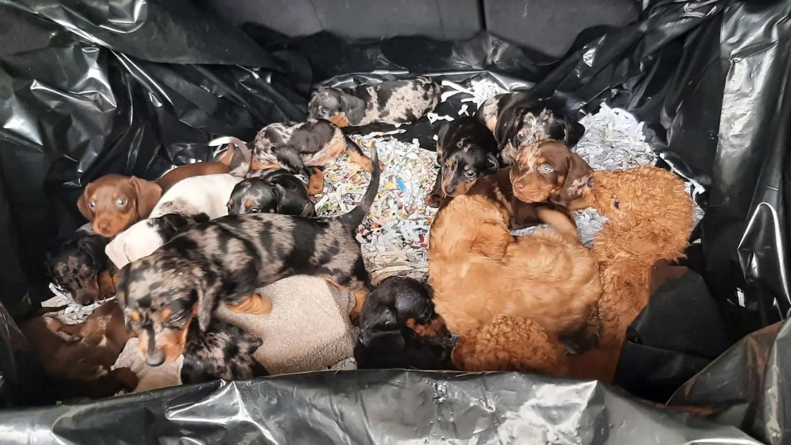 Der Fahrer wollte die Welpen nach eigenen Angaben nach Belgien bringen. (Foto: Bundespolizei/dpa)