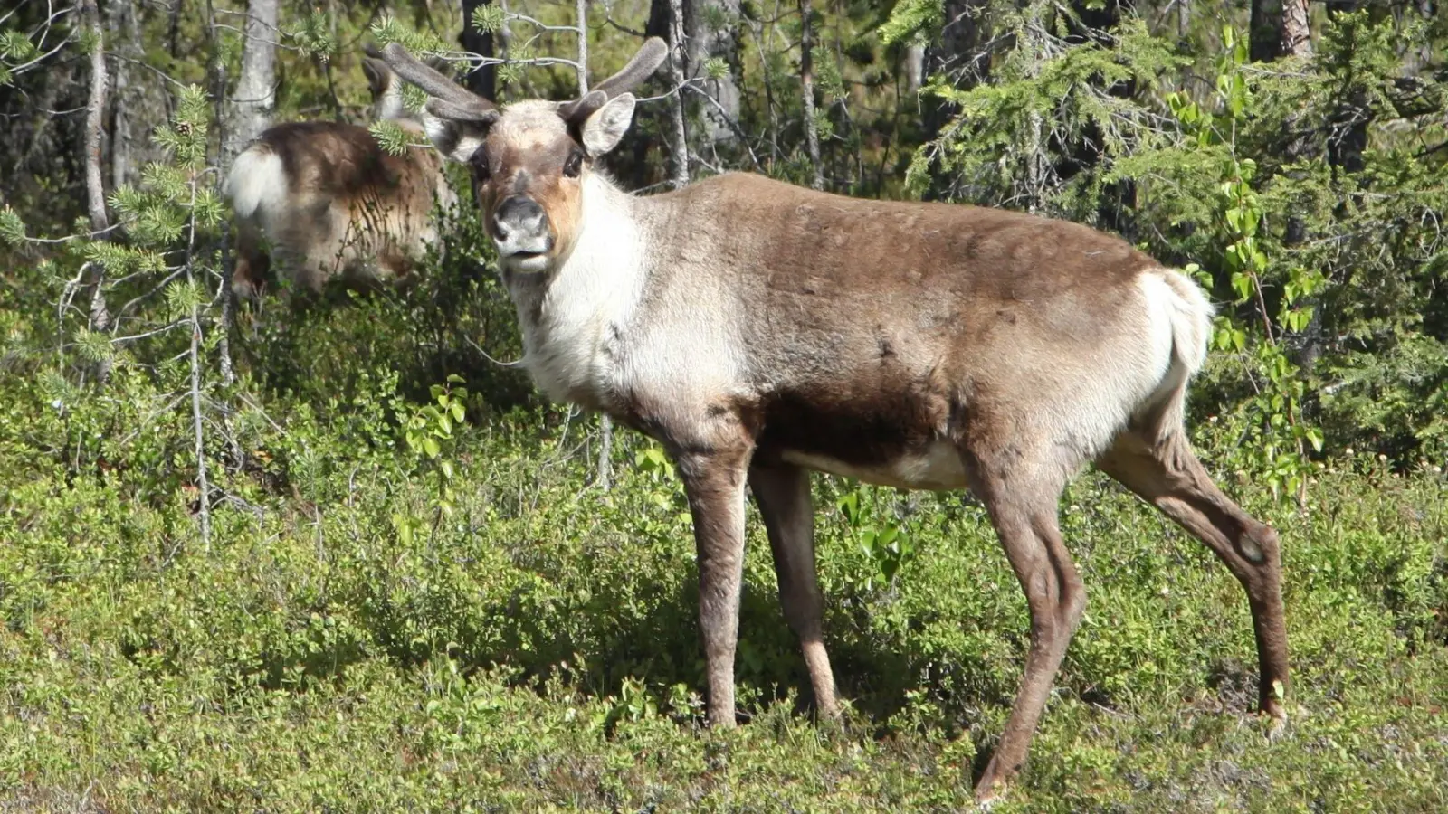 Der Klimawandel bedroht Lebensräume von Rentieren. (Archivbild) (Foto: Steffen Trumpf/dpa)