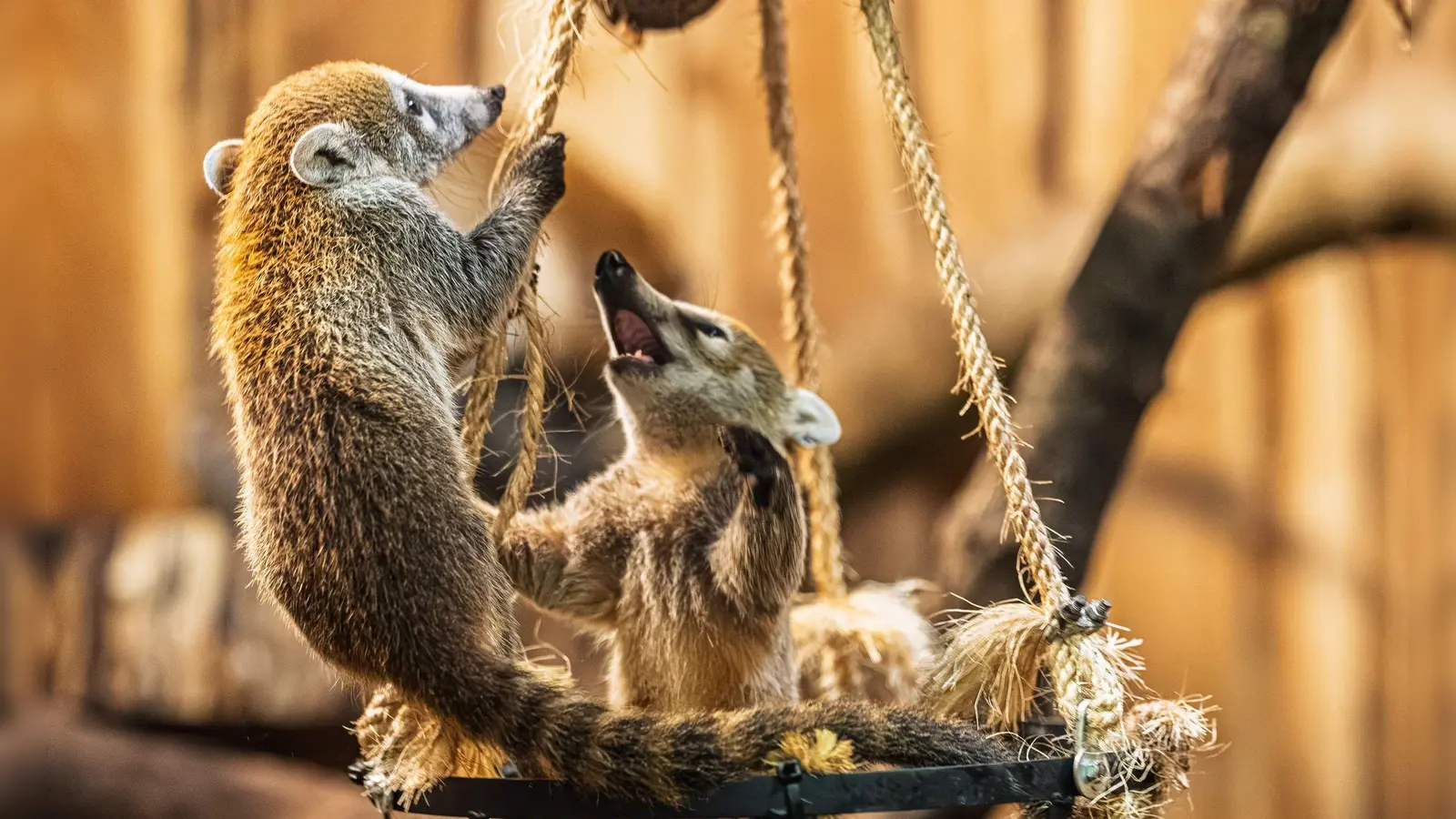Drei kleine Bären mit weißer Schnauze sind jetzt für Zoobesucher zu sehen (Handout-Foto) (Foto: --/Archiv Opel-Zoo/dpa)