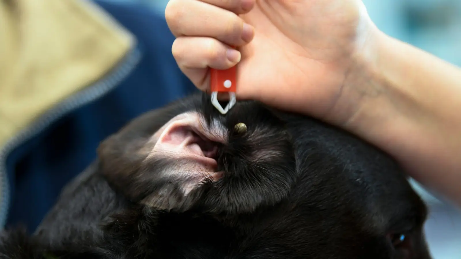 Zecken mögen weiche, gut durchblutete Körperstellen - so auch die Ohren. (Foto: Ina Fassbender/dpa-tmn)