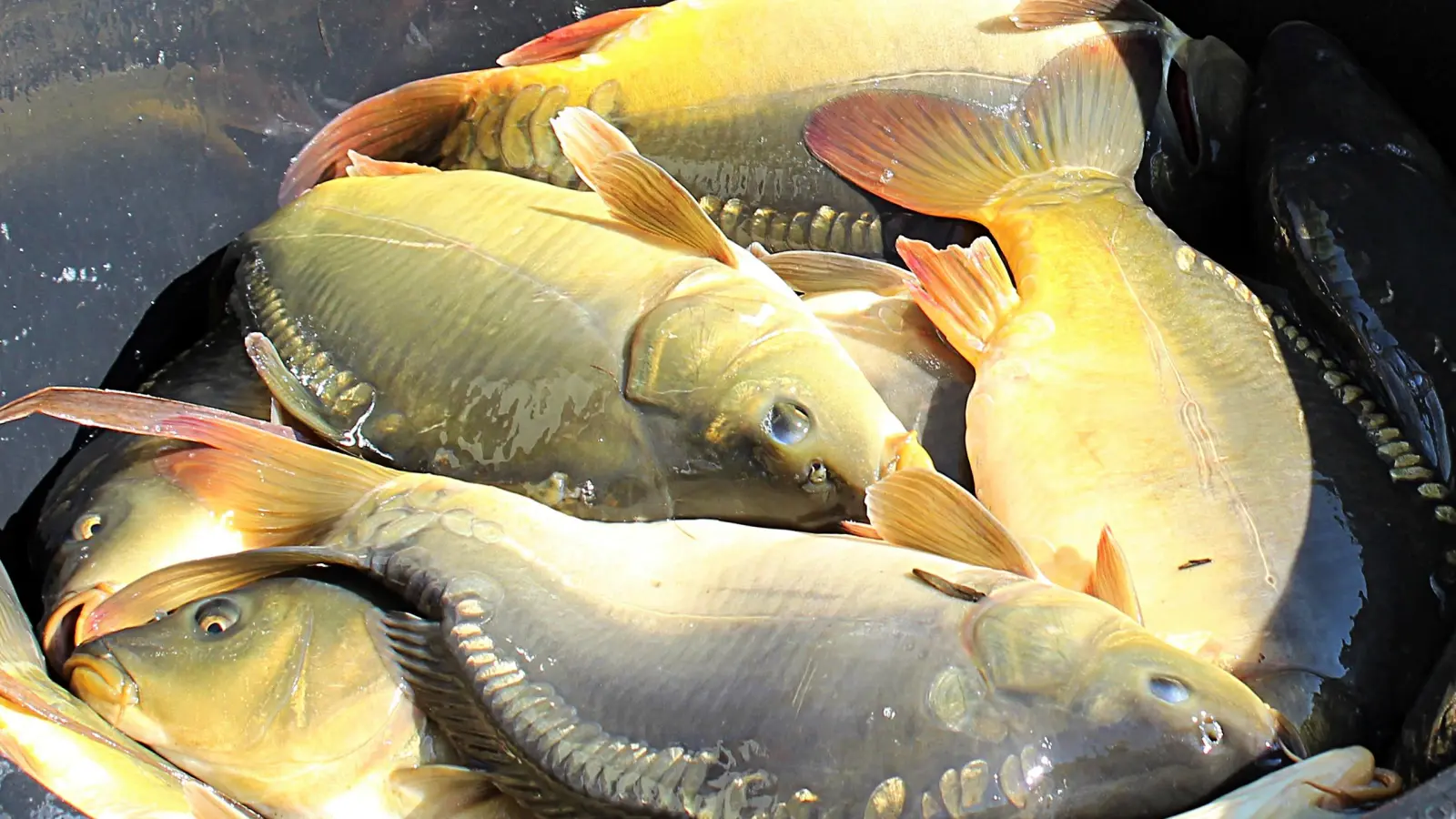 Die Polizei hat das Wasserwirtschaftsamt eingeschaltet, um den Tod der Tiere zu klären.  (Symbolbild: Diane Mayer)