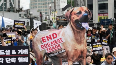 Tierschützer veranstalten eine Kundgebung gegen die traditionelle Kultur des Verzehrs von Hundefleisch in Südkorea. (Foto: Ahn Young-joon/AP)